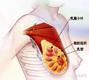 乳房肿块是怎么回事