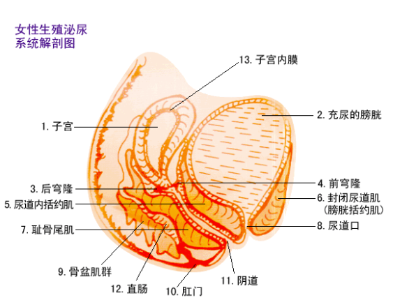产后盆底肌修复，产后42天，你检测了吗?