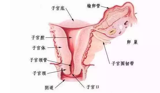 产后恢复的怎么样? 7大指标说了算！